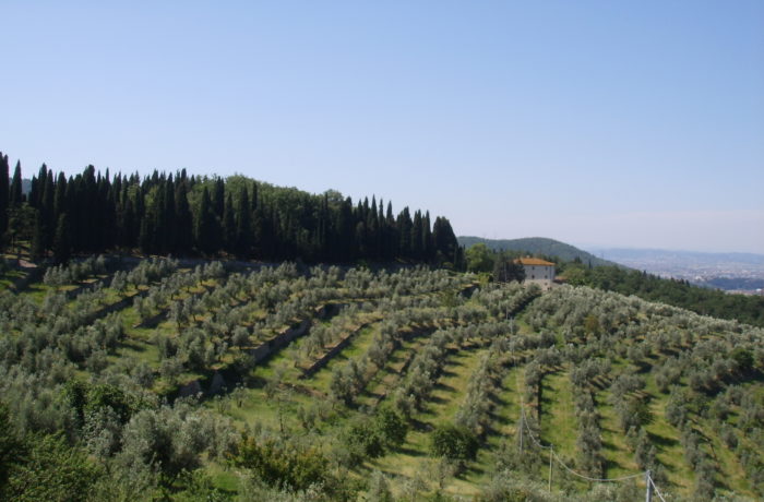 Giurlani lancia il Distretto Olivicolo di Pescia in una nutrita riunione di olivicoltori
